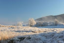 07-4521 Hoar Frosted Trees and Mist Near Loch Eil Lochaber Scotland